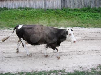 The black-and-white cow going in the village