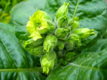 Magnificent yellow and beautiful flowers of tobacco