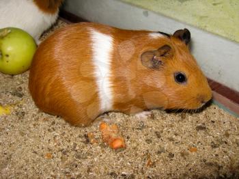 the image of beautiful brown guinea-pig with white strip