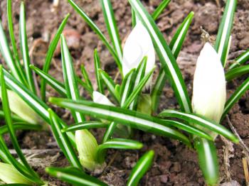 The image of some white blossoming crocuses