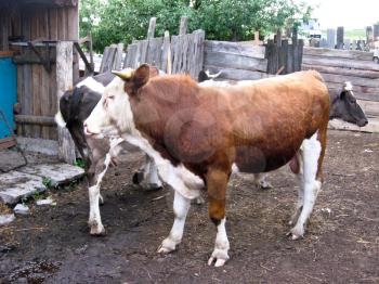 a young ox standing in the yard near the cow