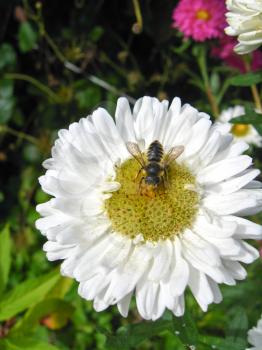 The fly on the beautiful and bright white aster