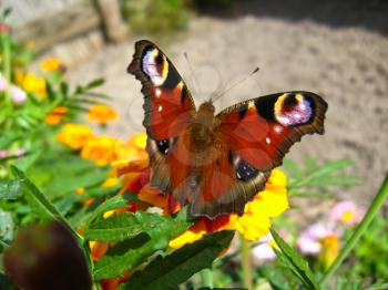 The graceful butterfly of peacock eye sitting on the flower