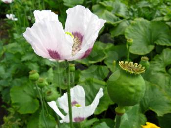 The image of the beautiful white flower of a poppy and fruit