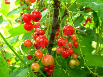 beautiful and bright berries of red currant