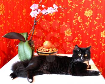 Black cat with an orchid on a red background