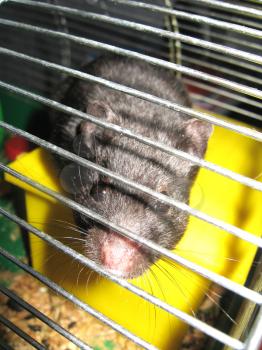 The small black rat looks in a cell