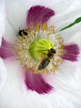 The image of the bee sitting on thebeautiful flower of white poppy
