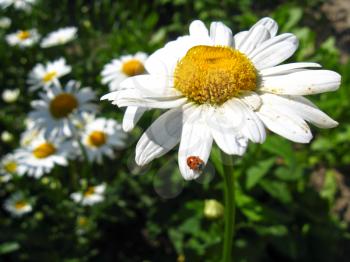 the image of a little ladybird on the white chamomile