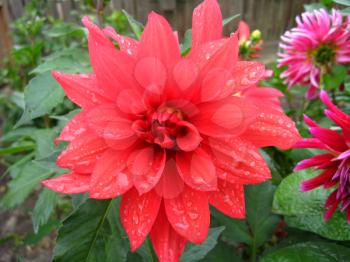 a beautiful flower of red dahlia after rain
