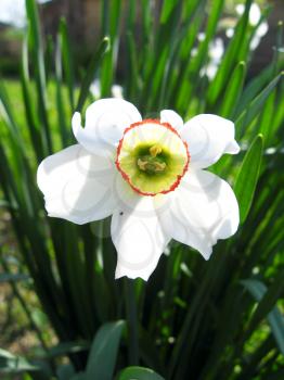 the image of flower of a white beautiful narcissus
