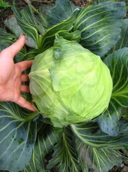 The image of the hand and big head of ripe and green cabbage