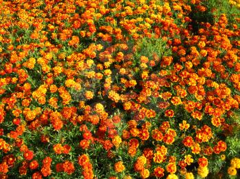 A beautiful flower of motley and velvet tagetes