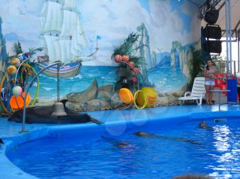 The image of show with dolphins in delphinariums