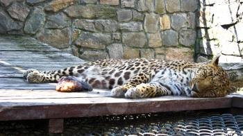 The image of sleeping leopard and piece of meat near it
