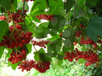The image of cluster of a red ripe guelder-rose