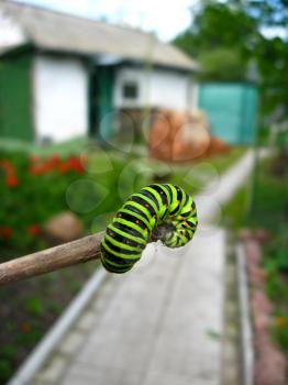 caterpillar of the butterfly  machaon on the branch