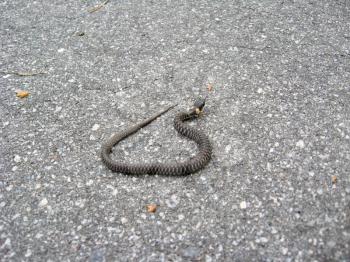 Young grass-snake was curtailed into a ball on the road