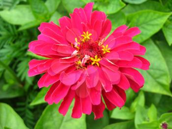 The image of bed of fine red zinnia
