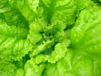 The image of green leaves of useful lettuce