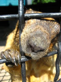 The image of muzzle of steppe marmot
