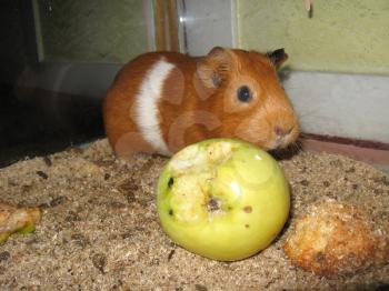 the image of little beautiful brown guinea-pig with apple