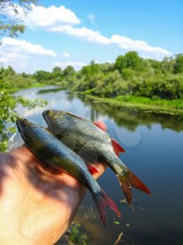 two caught ruddes in a hand on the background of river