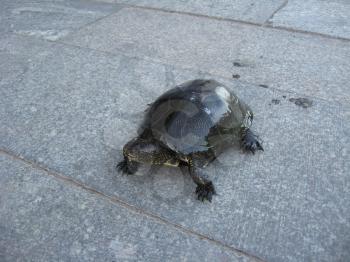 The image of a small turtle on a road