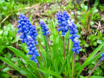 the image of some beautiful blue flowers of muscari