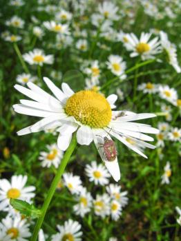 the image of a little bug on the white chamomile