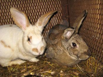 The image of pair of nice rabbit