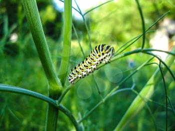 The image of caterpillar of the butterfly  machaon on the stone