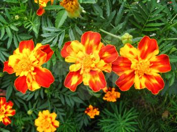 three beautiful flowers of motley and velvet tagetes