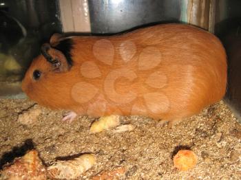 the image of little beautiful brown guinea-pig