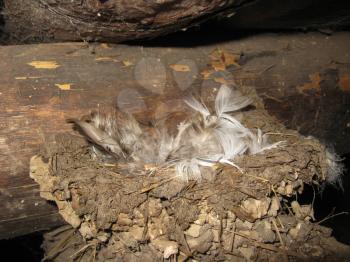 The image of nest of a swallow with feathers