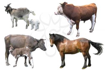 domestic animals cow with calf, horse, goat and bull on the white background