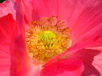 image of the heart of beautiful red flower of red poppy
