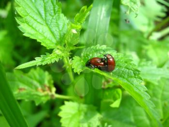 Pair of motley bugs on the leaf of nettle making love