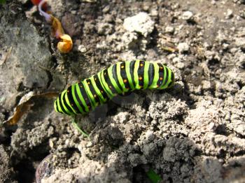 image of caterpillar of the butterfly  machaon on the stone