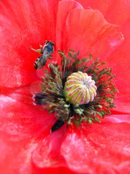 image of the beautiful red flower of red poppy and bee