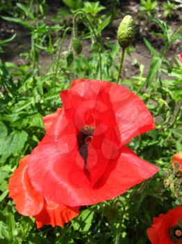 image of beautiful red flower of the poppy