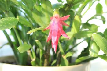 Fine pink flower of Schlumbergera in a flowerpot