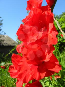 beautiful and bright flower of red gladiolus