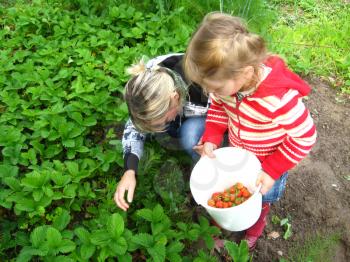 Mother and daughter collect ripe strawberry on a bed