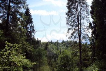 view to Carpathian mountains with forest and sky