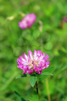 beautiful pink flower of clover in the grassland