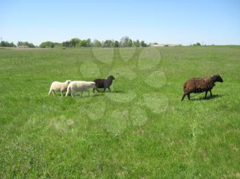 sheep grazing on a green grass of pasture