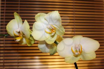 beautiful branch of a blossoming white orchid on the background of jalousie