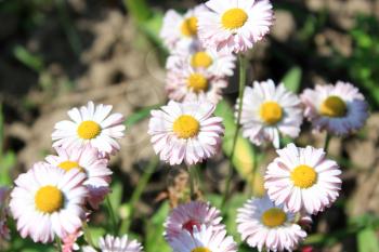 Beautiful and gentle flowers of white daisy