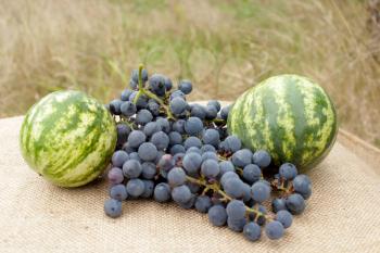 still life from fruits of two watermelons and grape on the gray background
